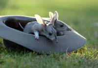 The Bilby Brothers