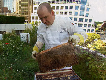 SAVING THE LIFE KEEPERS: The New Science of Sustainable Beekeeping