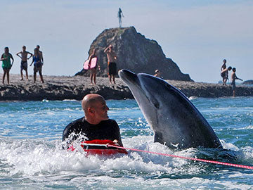 Soul in the Sea - the Impact of Moko a "friendly dolphin"